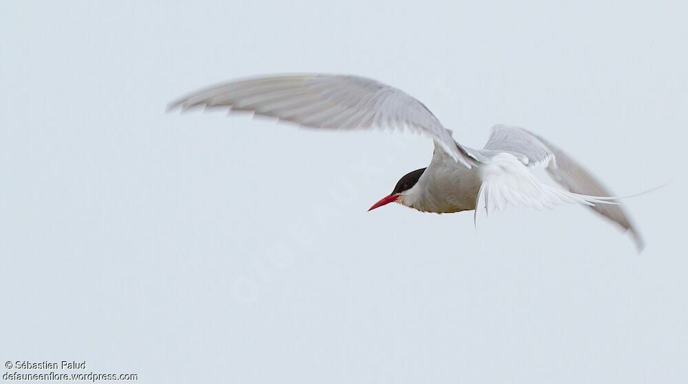 Arctic Ternadult breeding, Flight