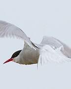 Arctic Tern