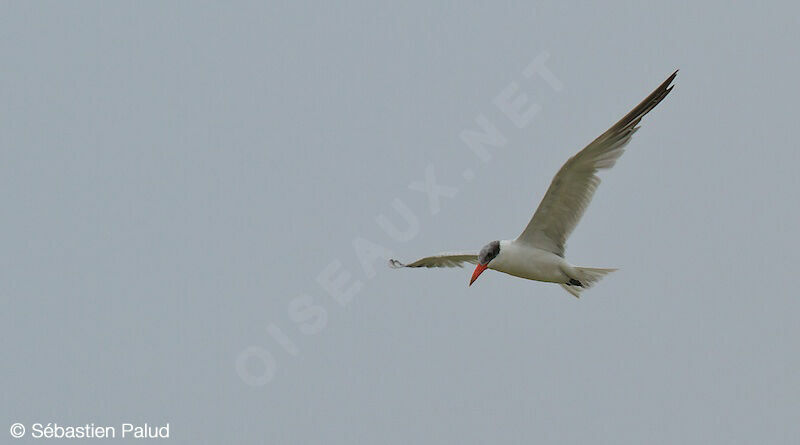 Caspian Tern