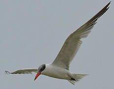 Caspian Tern