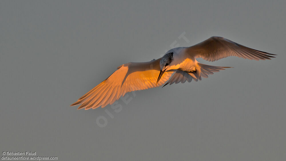 Sandwich Tern