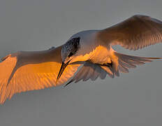 Sandwich Tern