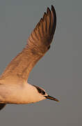 Sandwich Tern