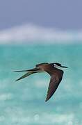 Sooty Tern