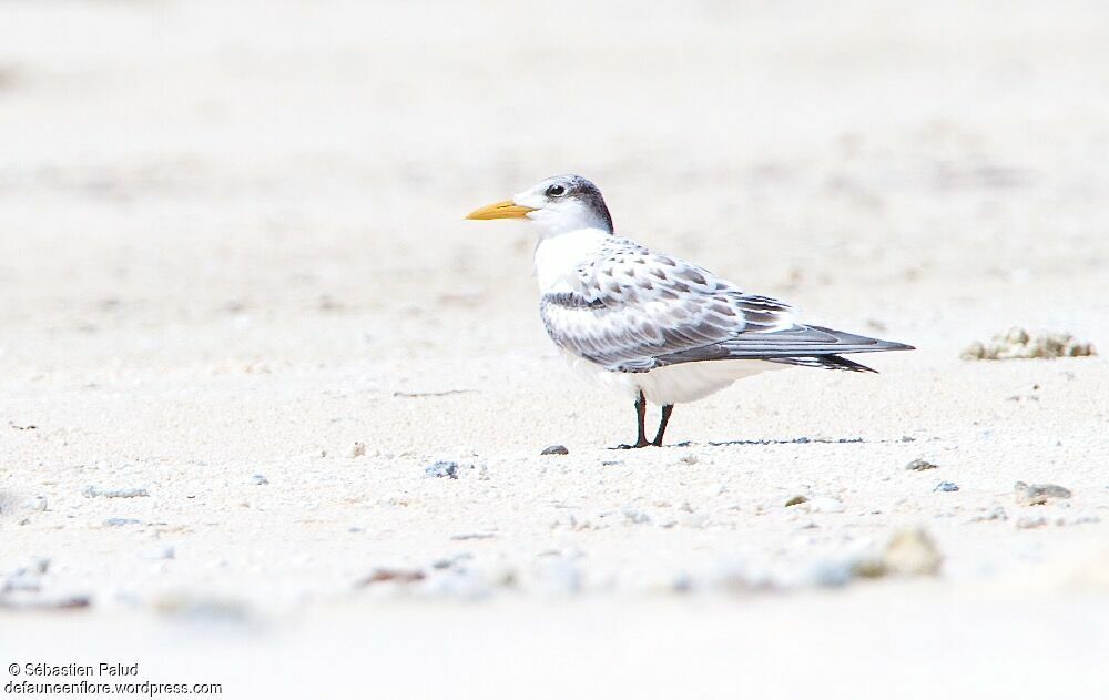 Greater Crested Tern