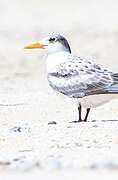 Greater Crested Tern