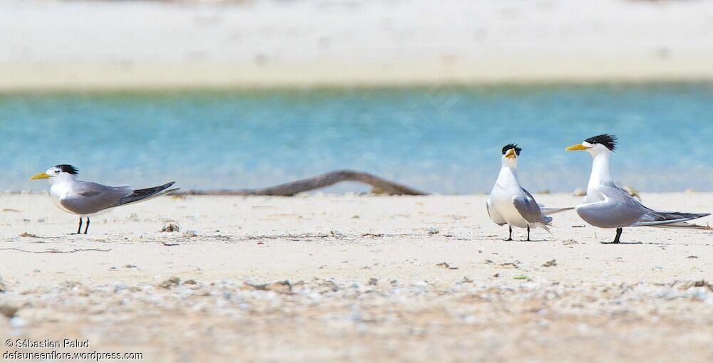 Greater Crested Tern