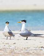 Greater Crested Tern