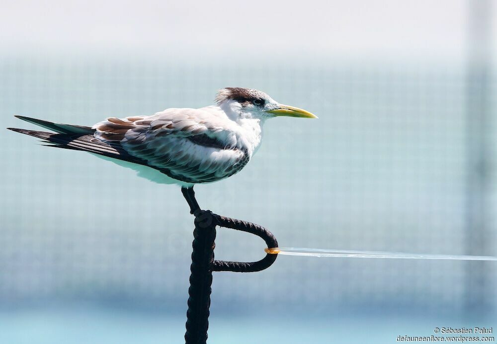 Greater Crested Tern