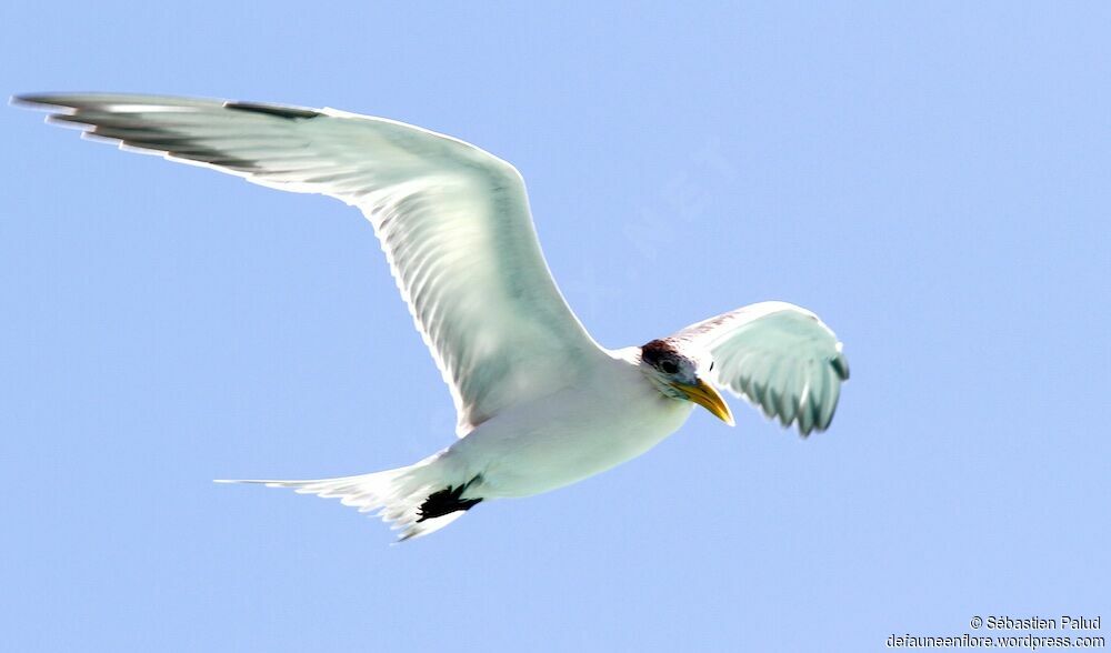 Greater Crested Tern