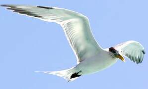 Greater Crested Tern