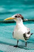 Greater Crested Tern