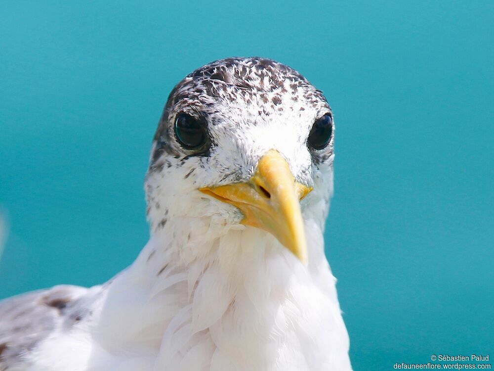 Greater Crested Tern