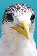 Greater Crested Tern