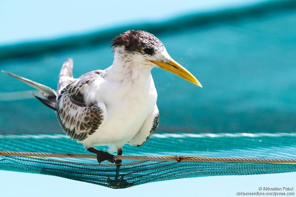 Greater Crested Tern