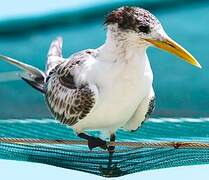 Greater Crested Tern