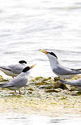 Little Tern