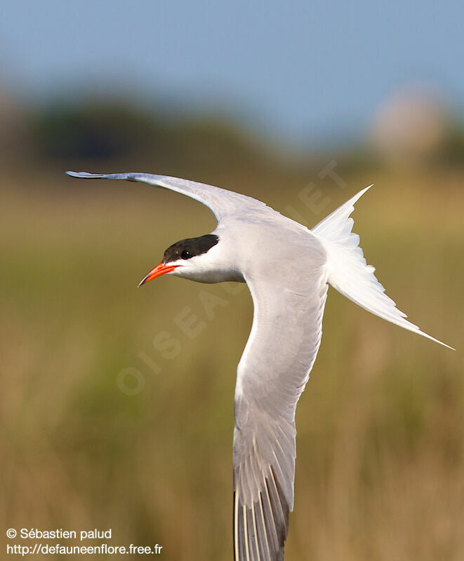 Common Tern