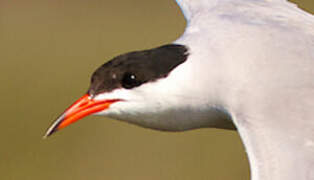 Common Tern