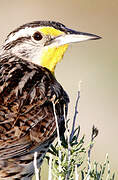 Western Meadowlark