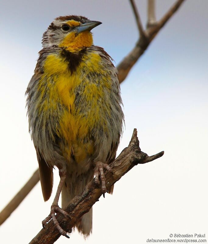 Western Meadowlarkadult breeding