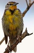 Western Meadowlark