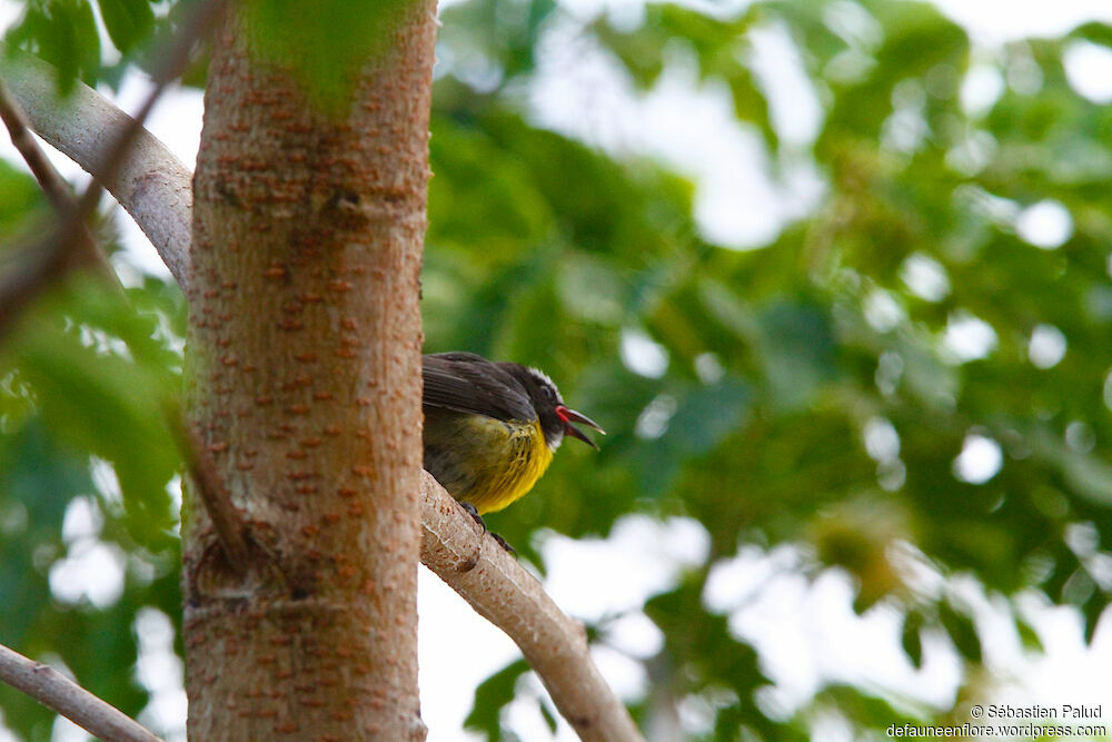 Bananaquitadult