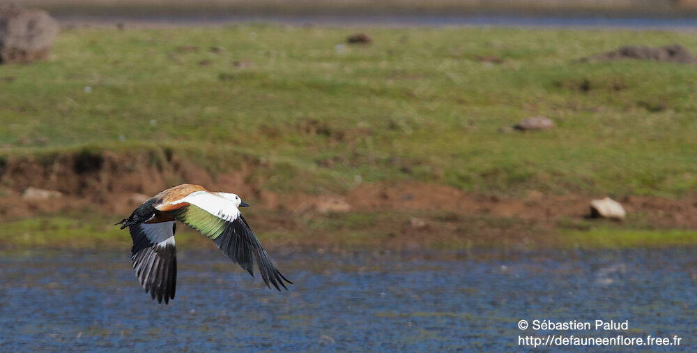 Ruddy Shelduck