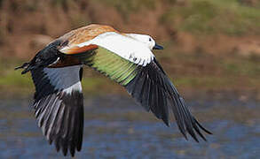 Ruddy Shelduck