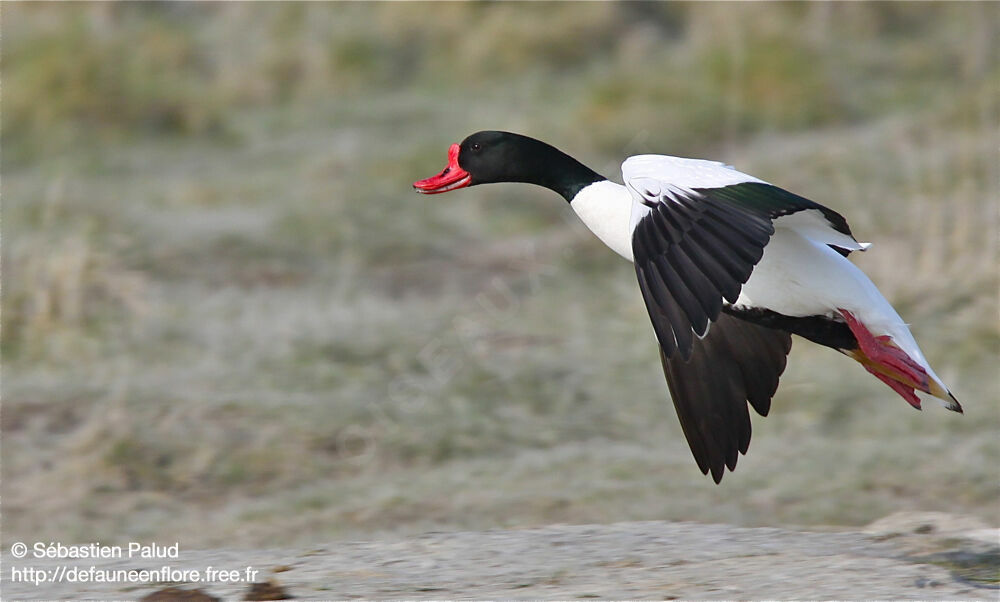 Common Shelduck