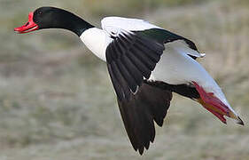 Common Shelduck