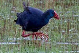 Western Swamphen