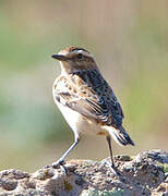 Whinchat