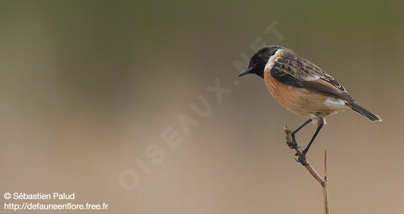 European Stonechat