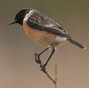 European Stonechat