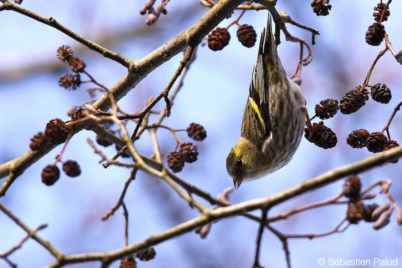 Eurasian Siskin male adult