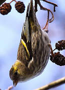 Eurasian Siskin