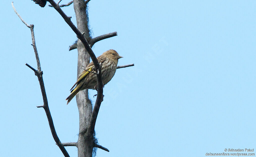 Pine Siskin male adult, identification