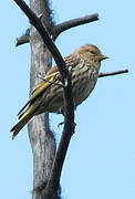 Pine Siskin