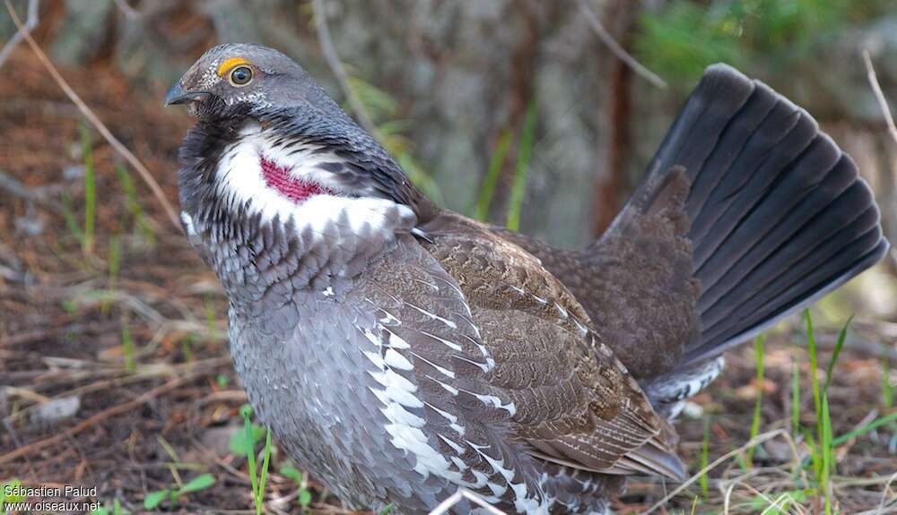 Dusky Grouse male adult, close-up portrait, pigmentation, courting display