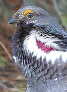 Dusky Grouse