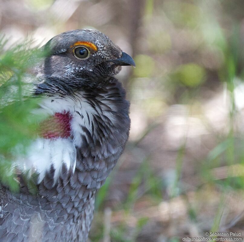 Dusky Grouse male adult