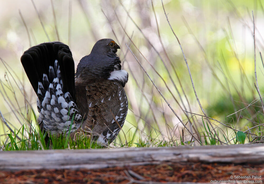 Dusky Grouse male adult