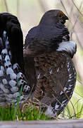 Dusky Grouse