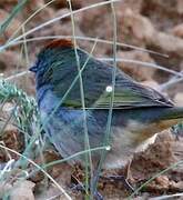 Green-tailed Towhee