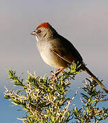 Green-tailed Towhee