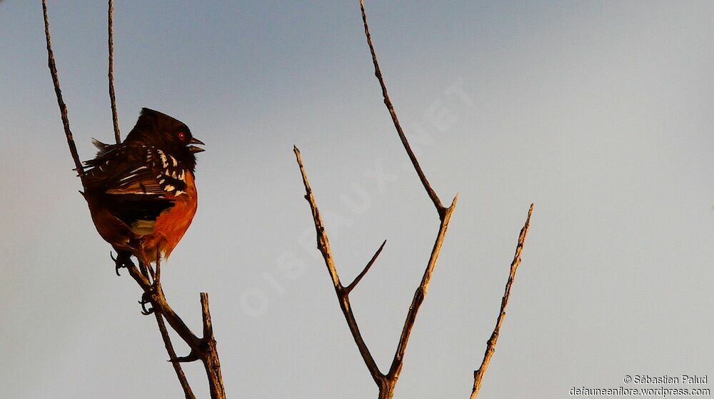 Spotted Towhee male adult