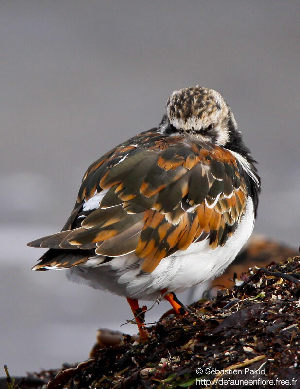 Ruddy Turnstone