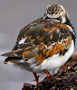 Ruddy Turnstone