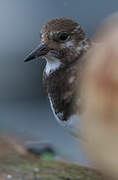 Ruddy Turnstone